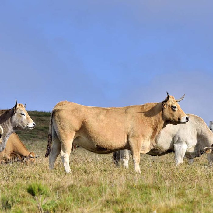 Natera, site vitrine sur mesure en Aveyron